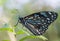 Beautiful tropical butterfly resting on a leaf