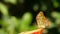 Beautiful tropical butterfly Siproeta stelenes or malachite eating a sweet fruit close up view. Thin butterfly nose