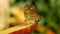 Beautiful tropical butterfly Siproeta stelenes or malachite eating a sweet fruit close up view. Thin butterfly nose