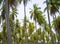 The beautiful tropical coconut plant with leaves and tree