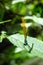 Beautiful tropical dragonfly : Clear-winged Forest Glory Vestalis gracilis