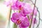 Beautiful tropical exotic branch with pink and magenta Moth Phalaenopsis Orchid flowers in spring