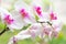 Beautiful tropical exotic branch with pink and magenta Moth Phalaenopsis Orchid flowers in spring