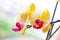 Beautiful tropical exotic branch with pink and yellow Moth Phalaenopsis Orchid flowers in spring