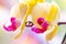 Beautiful tropical exotic branch with pink and yellow Moth Phalaenopsis Orchid flowers in spring