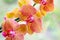 Beautiful tropical exotic branch with pink and yellow Moth Phalaenopsis Orchid flowers in spring