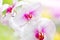 Beautiful tropical exotic branch with white, pink and magenta Moth Phalaenopsis Orchid flowers in spring in the forest