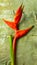 Beautiful tropical exotic flower on the banana leaves. Close-up shot of Heliconia rostrata floral from rainforest or garden. Leaf