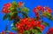 Beautiful tropical flame tree red flowers Flamboyant Delonix Regia Mexico