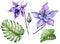 Beautiful tropical floral set blue and purple aquilegia, bud and monstera leaves. Colorful columbine flower and exotic leaves.