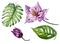 Beautiful tropical floral set purple aquilegia, bud and leaves. Colorful columbine flower and green leaves isolated.