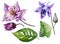 Beautiful tropical floral set purple and blue aquilegia, bud and leaves. Colorful columbine flower and green leaves isolated.