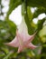 Beautiful tropical flower pale pink. Madagascar.