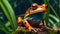 Beautiful tropical frog nature jungle outdoors looking