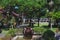 Beautiful tropical garden with a fountain, palm trees and green colors. Lush green summer.