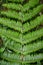 Beautiful tropical green fern with perfect symmetry