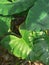 Beautiful Tropical Green Taro Leaf in The Morning Daun Keladi