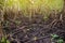 Beautiful tropical grove with tree roots in Jozani Chwaka Bay National Park