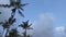 Beautiful tropical landscape with palm trees and white clouds in blue sky after sunset. Dark twilight. Summer vacation