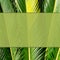 Beautiful tropical mock up. Floral template with sago palm foliage. Green feather like palm leaves and space for your text.