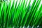 Beautiful tropical nature background pattern. Striped spiky palm leaf. Vibrant fresh green color. Sunlight leaks. Summer