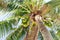 Beautiful tropical palm tree with coconuts.