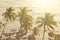 Beautiful tropical palm trees against the background of the sea and sun. Palm trees on a sunset background. Tropical and exotic