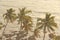 Beautiful tropical palm trees against the background of the sea and sun. Palm trees on a sunset background. Tropical and exotic