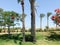 Beautiful tropical palm trees and delonix trees with red flowers in the open air on vacation, tropical, southern, warm resort unde