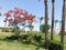 Beautiful tropical palm trees and delonix trees with red flowers in the open air on vacation, tropical, southern, warm resort unde