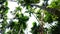 Beautiful tropical palms and trees against the sky, bottom view