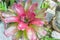 Beautiful Tropical Plant - Bromelia