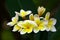 Beautiful tropical plumeria or frangipani flowers