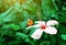 Beautiful tropical scene with exotical flower and butterfly