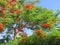 Beautiful tropical tree in blossom