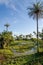 Beautiful tropical wetlands with palm trees and soft light against blue sky, Kafountine, Casamance, Sengal, Africa