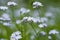 Beautiful True Forget-me-not flower field