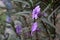 Beautiful trumpet flowers are purple