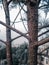 A beautiful trunk of tamarix dioica tree in rooftop garden with colourful background