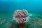 Beautiful Tube Anemone on Sandy Seafloor