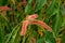 Beautiful tubular Red wild tropical flower of Three-seeded Mercuries Genus Acalypha
