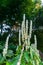 Beautiful tubular white wild tropical flower of Squirrel`s Tail Justicia betonica