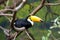 Beautiful tucan