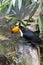 Beautiful tucan drinking water on jungle