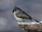 Beautiful tufted titmouse on snowny branch