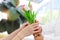 Beautiful tulip bouquet on hand, daughter giving flowers for her mother and mom taking them, warm love in family, Happy mother day