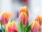 Beautiful tulip closeup. Detailed view of multiple tulips. A bouquet of red yellow tulips with fresh green leaves in soft lights