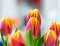 Beautiful tulip closeup. Detailed view of multiple tullips. A bouquet of red yellow tulips with fresh green leaves in soft lights