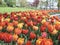 beautiful tulip field in the botanical garden