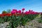 Beautiful Tulip Field Scenic Landscape Spring Background With Pink Tulips